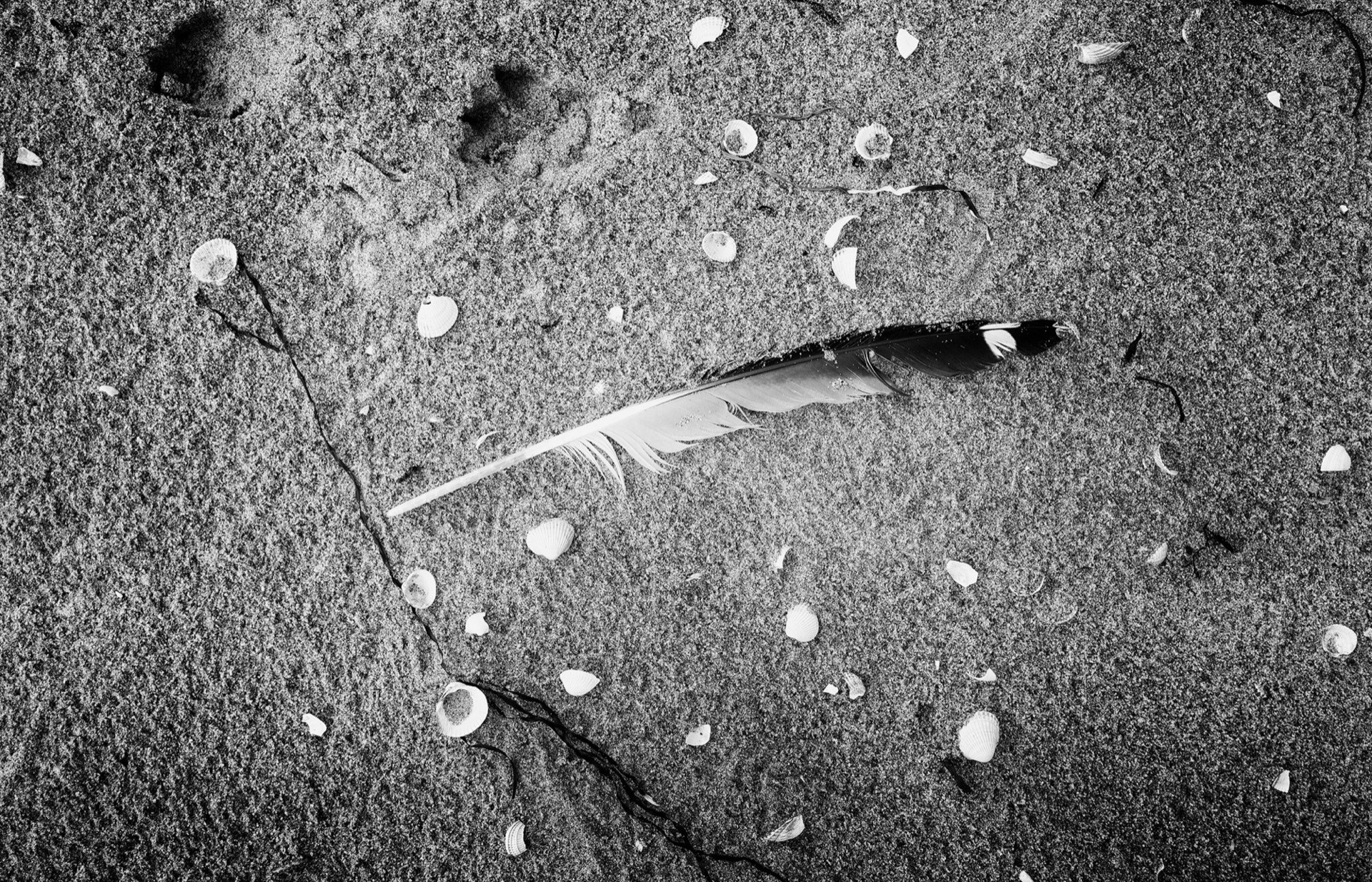 Vandring längs sandstrand i svartvitt