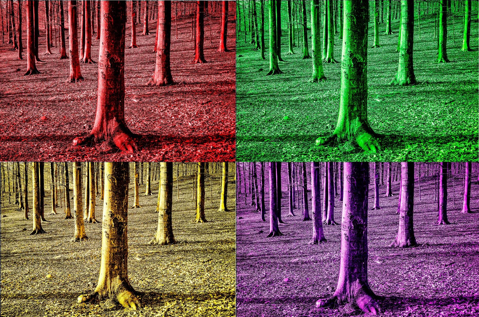 Skog i fyra färgfält — rött, grönt, gult och lila — pop art-stil