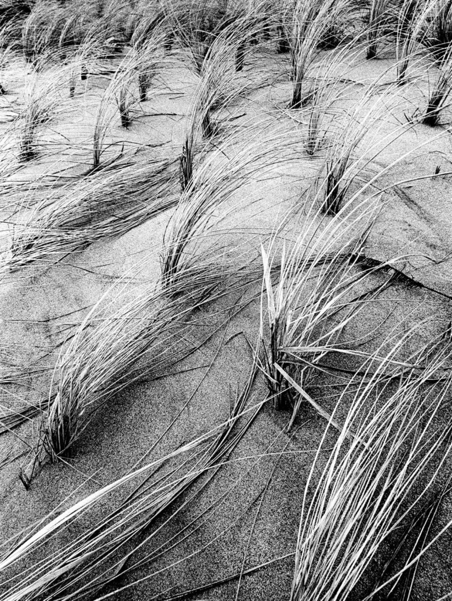 Strandgräs i mönster på dyner