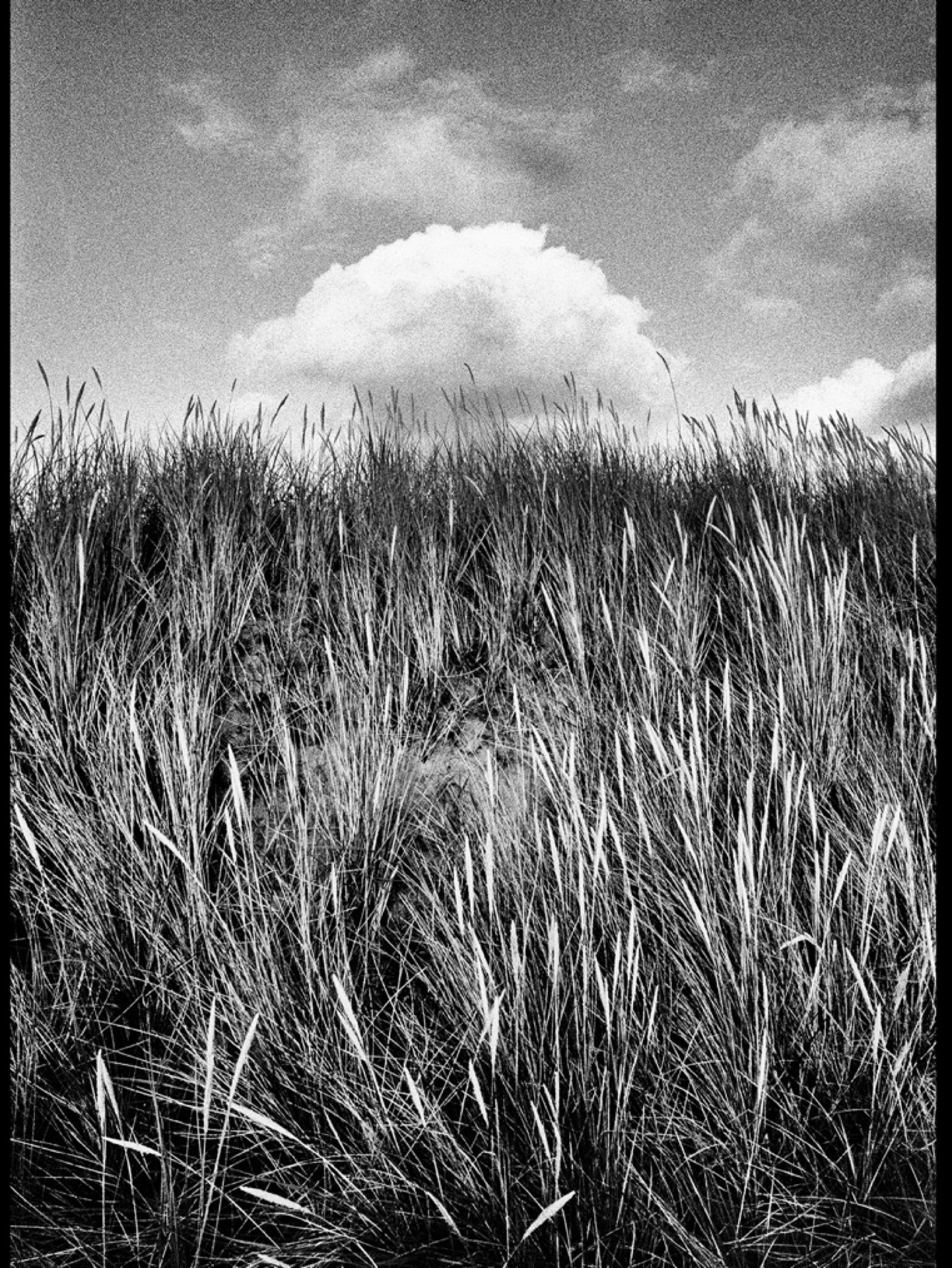 Stor sten på strand med inskription