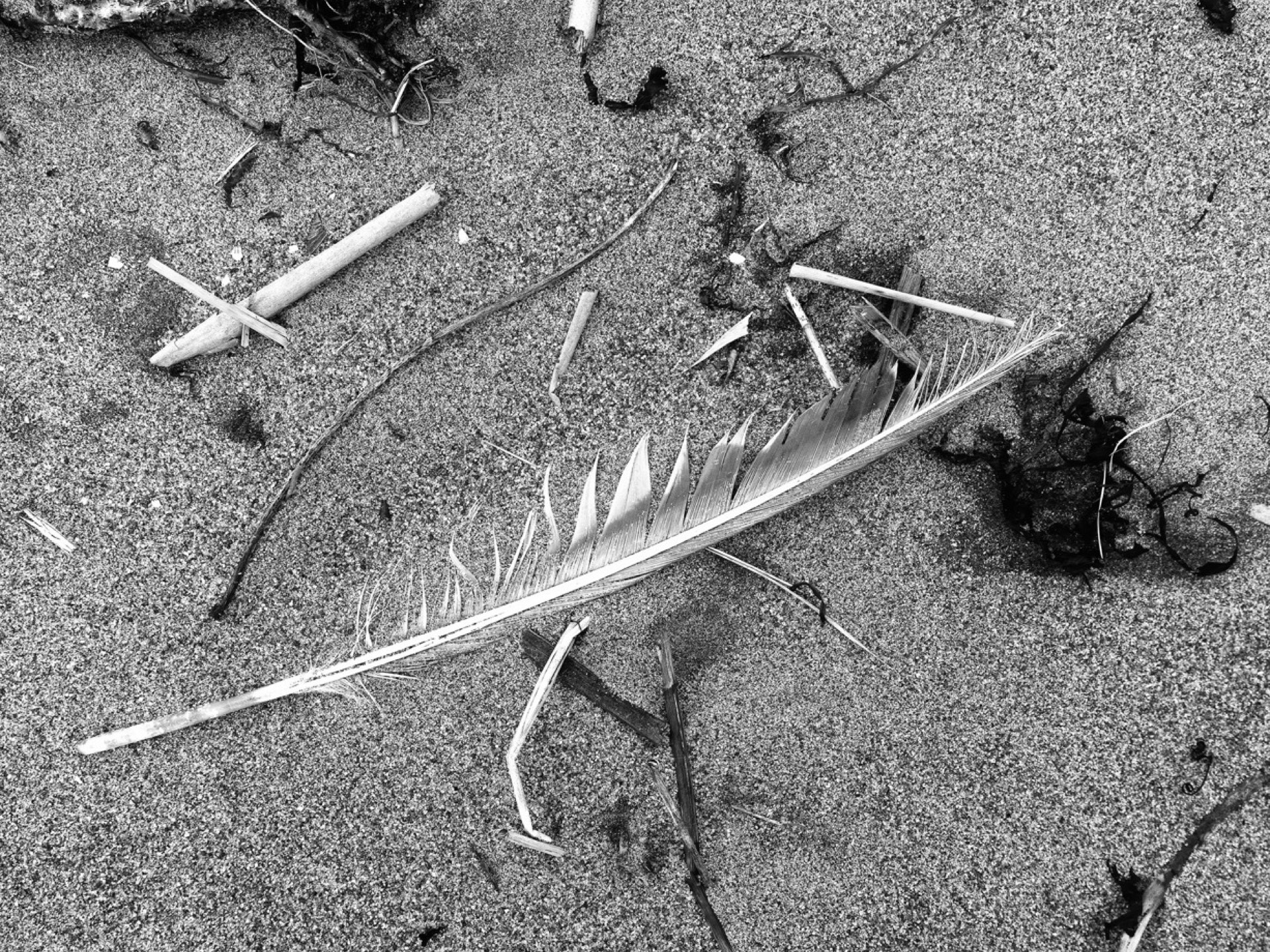 Gamla trästolpar på strand