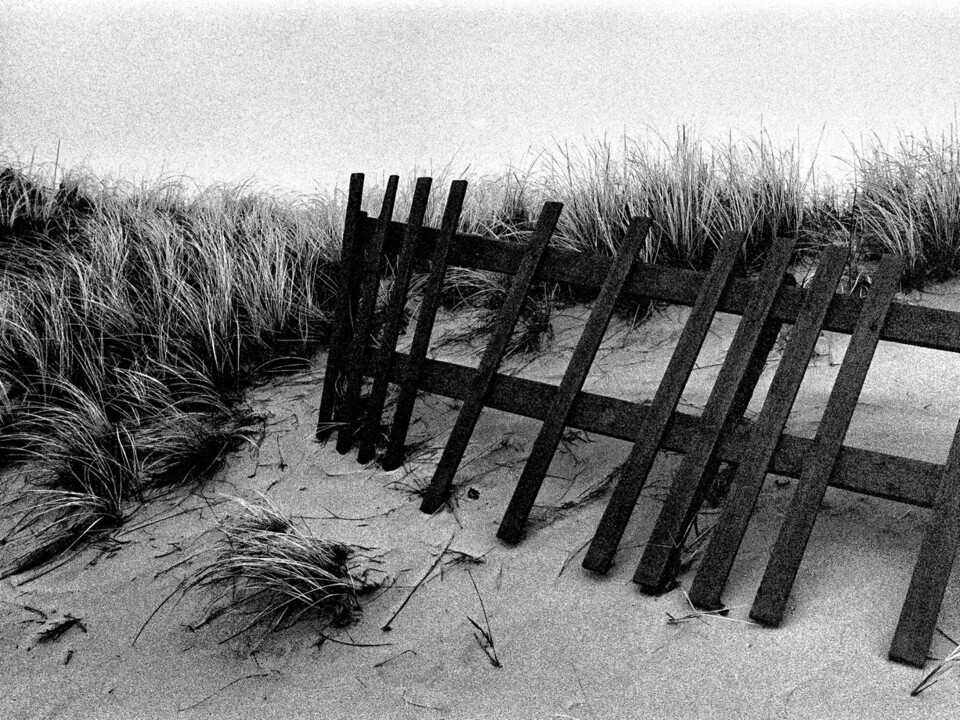 Lutande trästaket i dyngräs på sandig strand, svartvitt