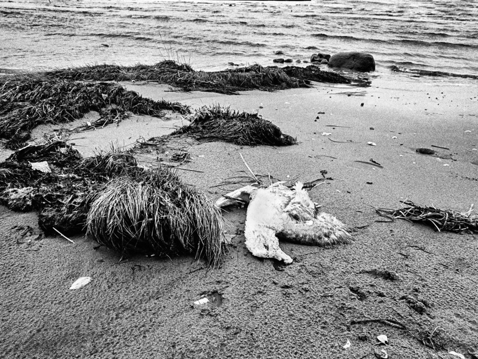 Fågel ligger bland uppspolad tång på våt sandstrand vid vattenlinjen, svartvitt