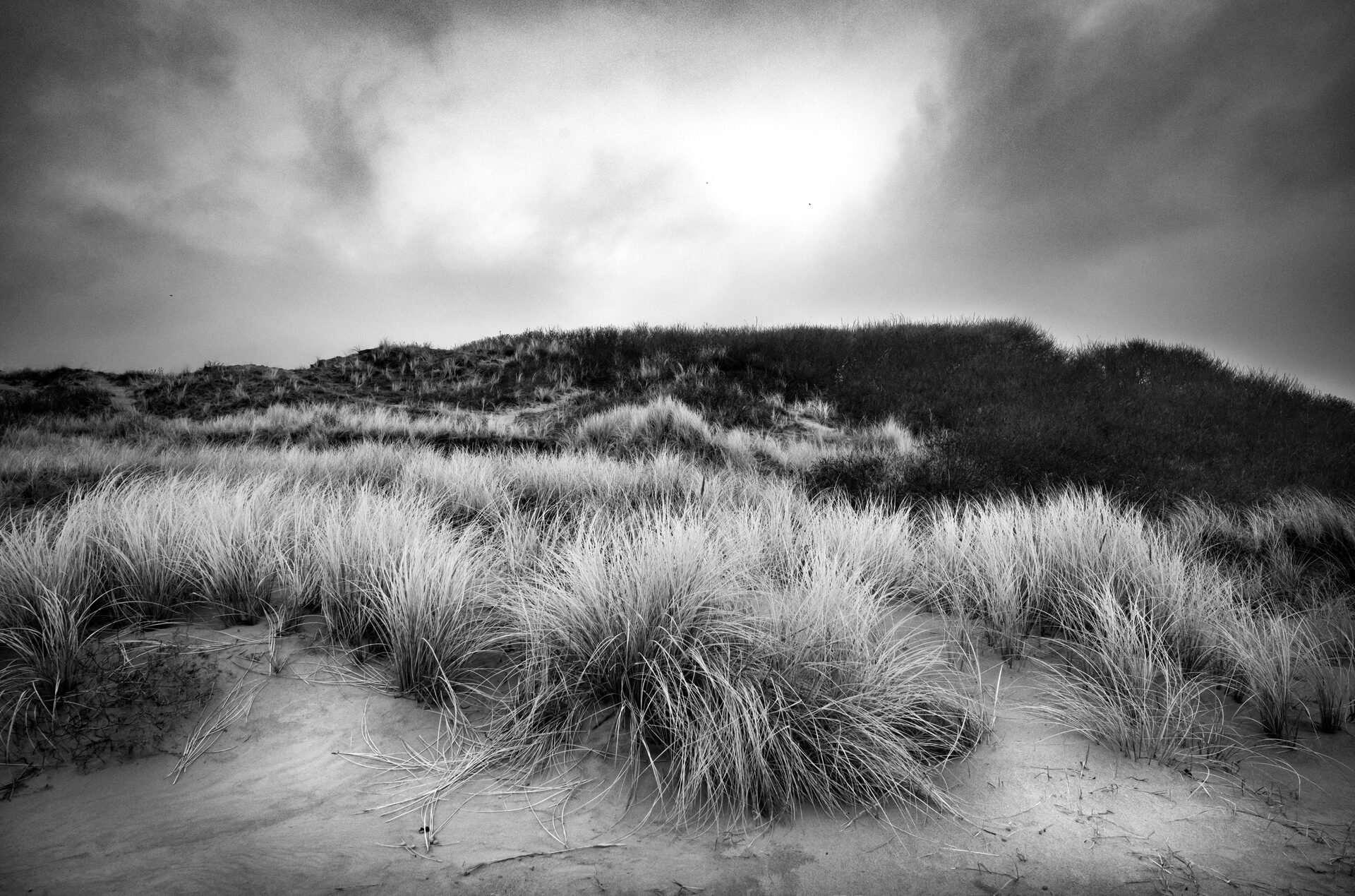 Strandgräs och dyner under mulen himmel, svartvitt