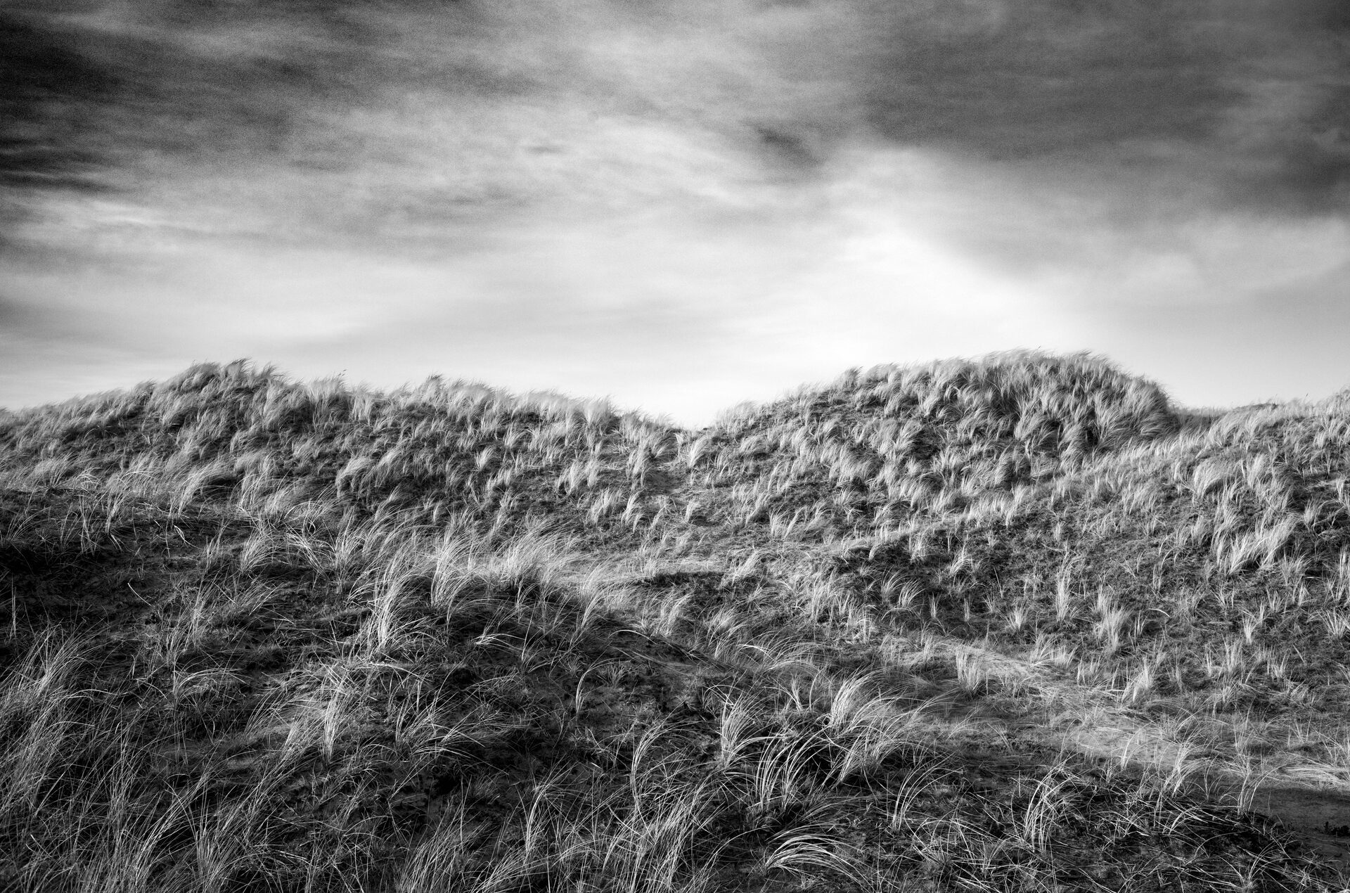 Vindpinade dyner med strandgräs under dramatisk himmel, svartvitt