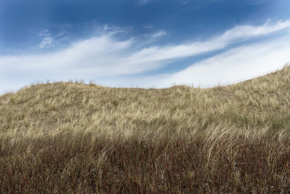Gr&auml;skl&auml;dd dynkam med torrt strandgr&auml;s mot djupbl&aring; himmel och strimmoln