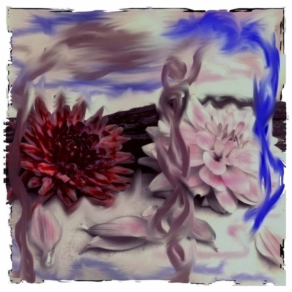 M&ouml;rkr&ouml;d och ljusrosa dahlia mot dis, bl&aring; virvlar och lila slingor m&aring;lade &ouml;ver