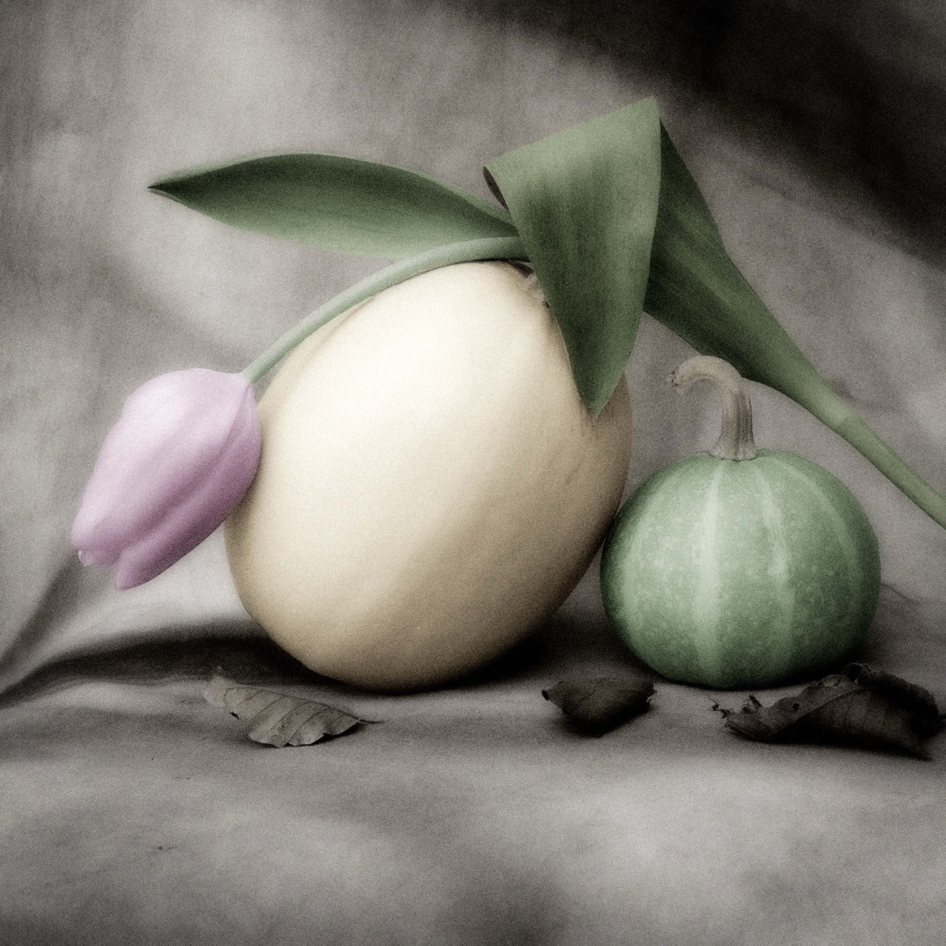 Stor vit pumpa, lila tulpan och liten grön pumpa mot grå bakgrund