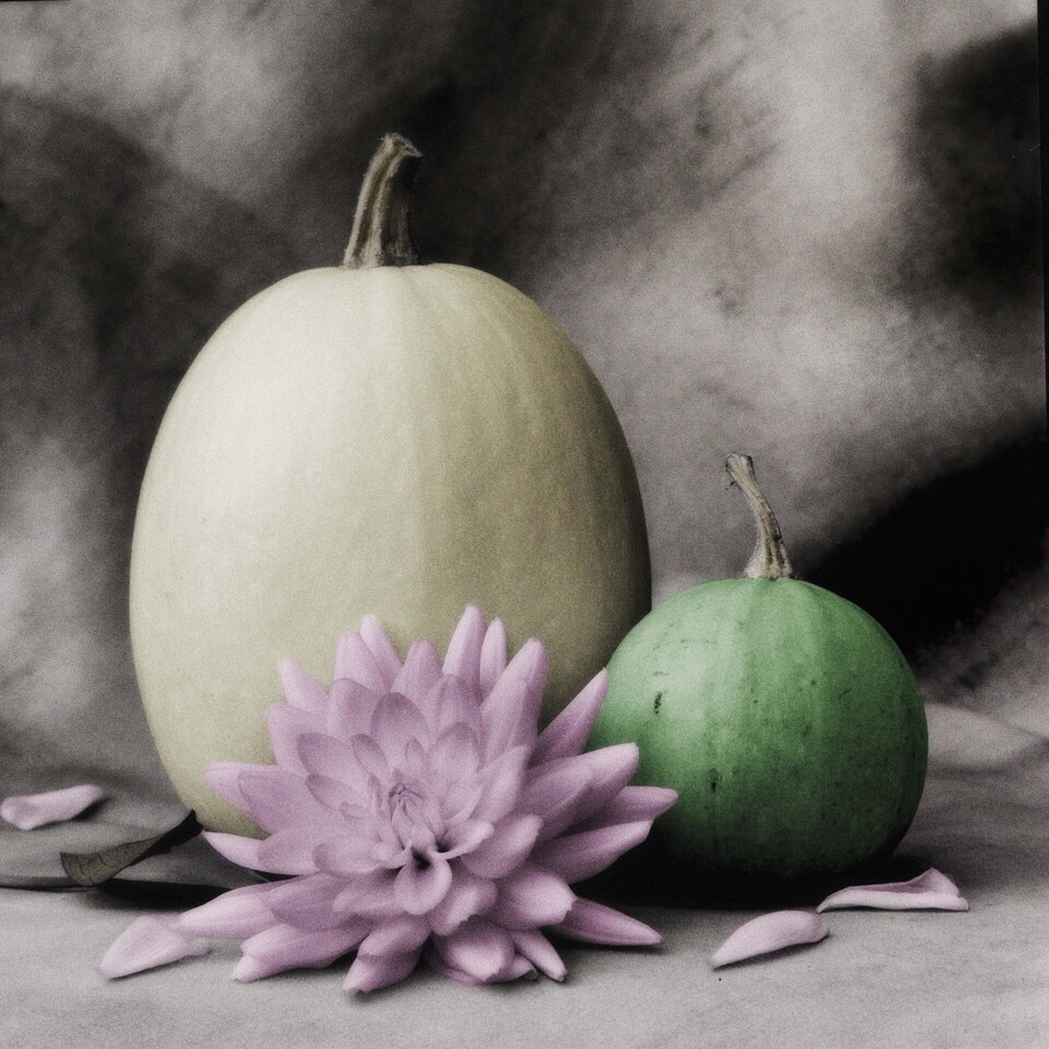 Stor gräddvit pumpa, liten grön pumpa och rosa dahlia, spridda kronblad, handkolorerat