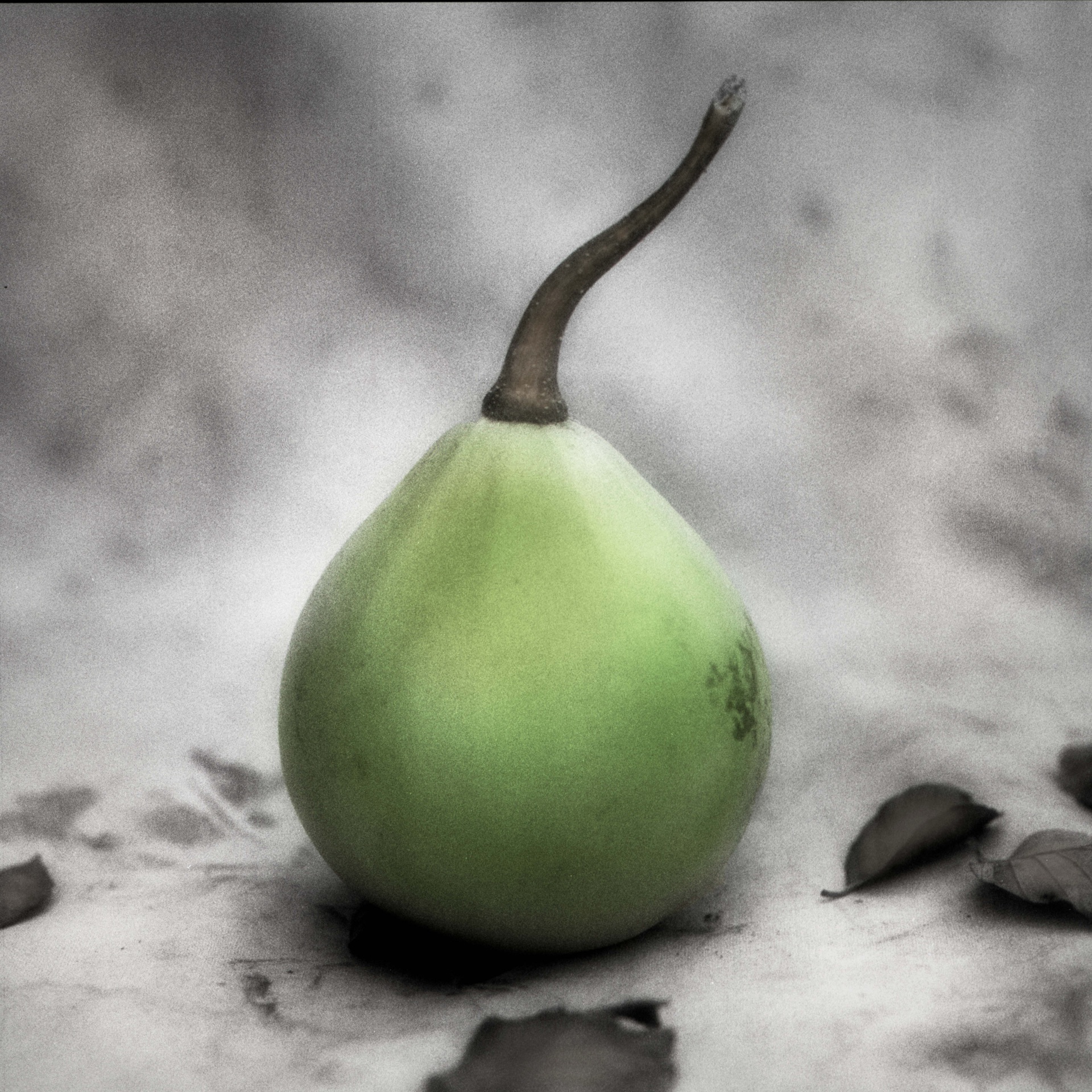 Ensam grön päronformad pumpa med lång stjälk mot grått tyg