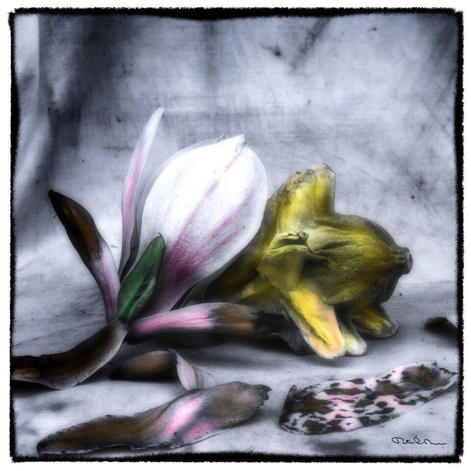 Magnoliablomma och gul pumpa med fallna kronblad, handkolorerat