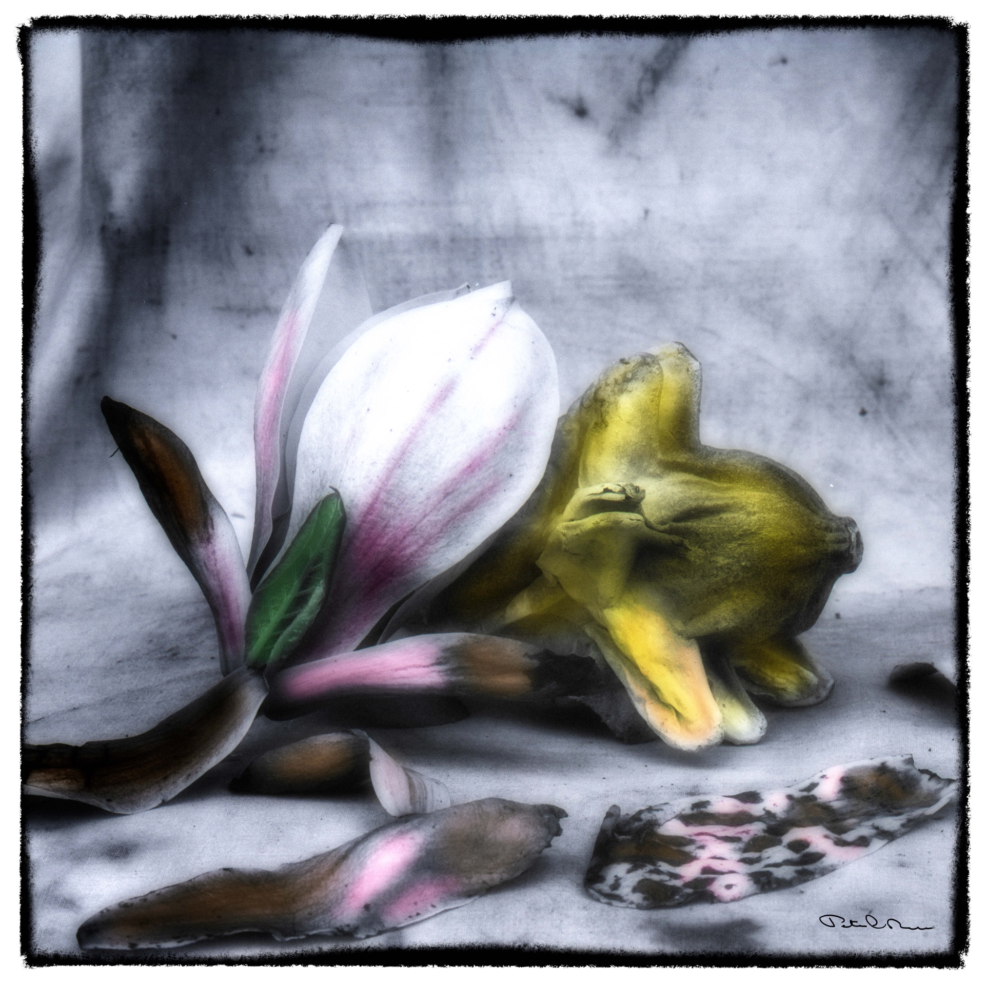 Magnoliablomma och gul pumpa med fallna kronblad, handkolorerat