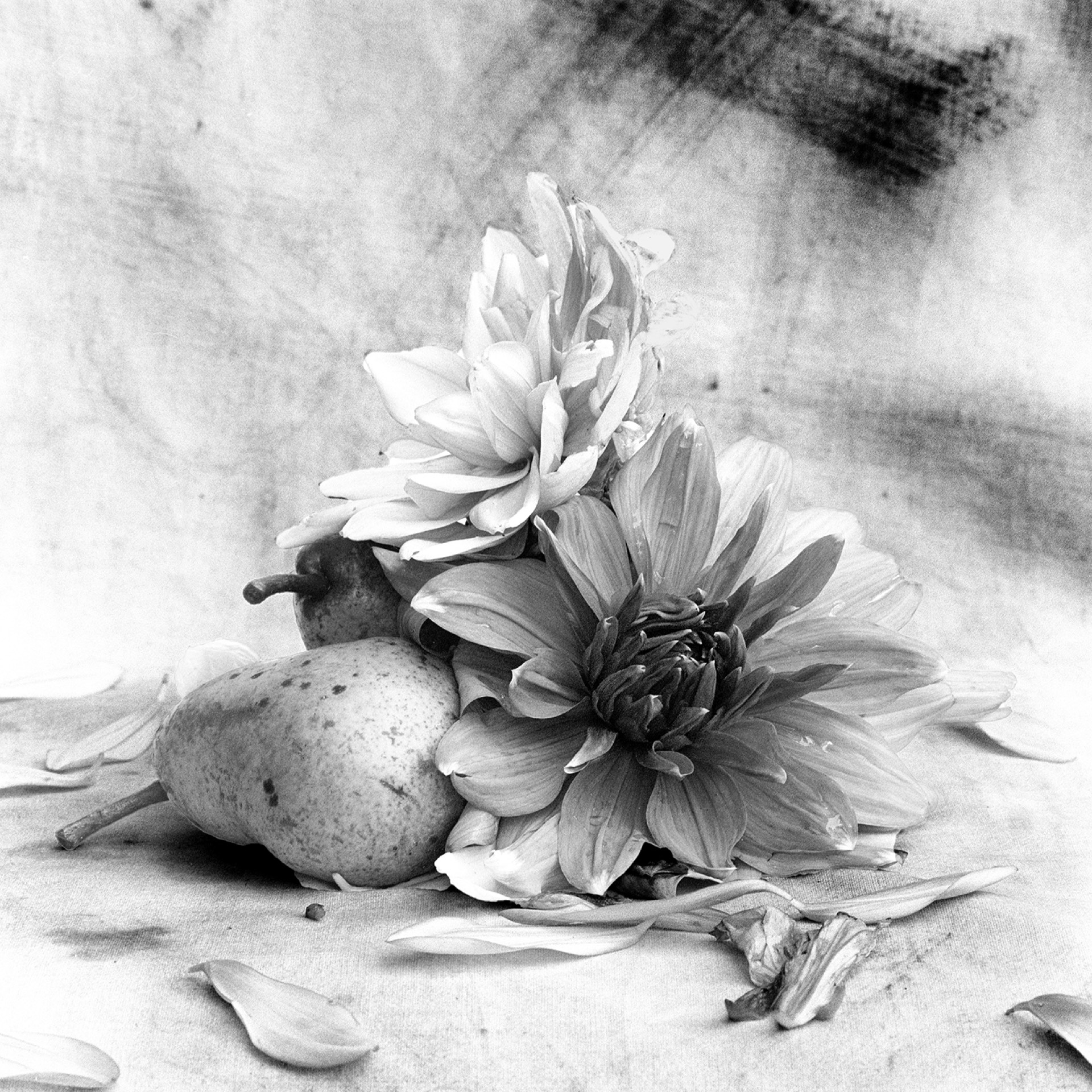 Dahliablommor och päron med fallna kronblad i svartvitt