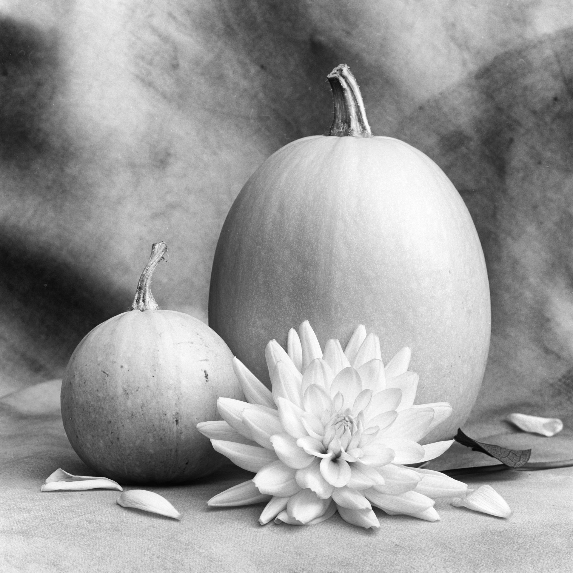 Två pumpor och en dahlia mot draperande tyg