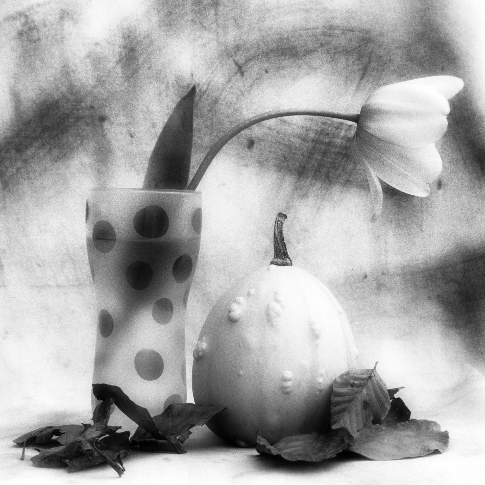 Tulpan i prickig vas bredvid prydnadspumpa och torra löv