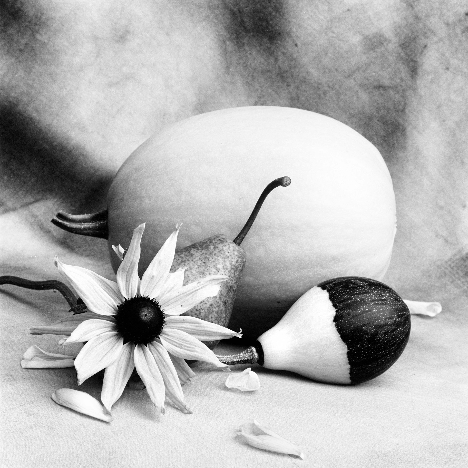 Solros, päron och prydnadspumpa i klassisk komposition