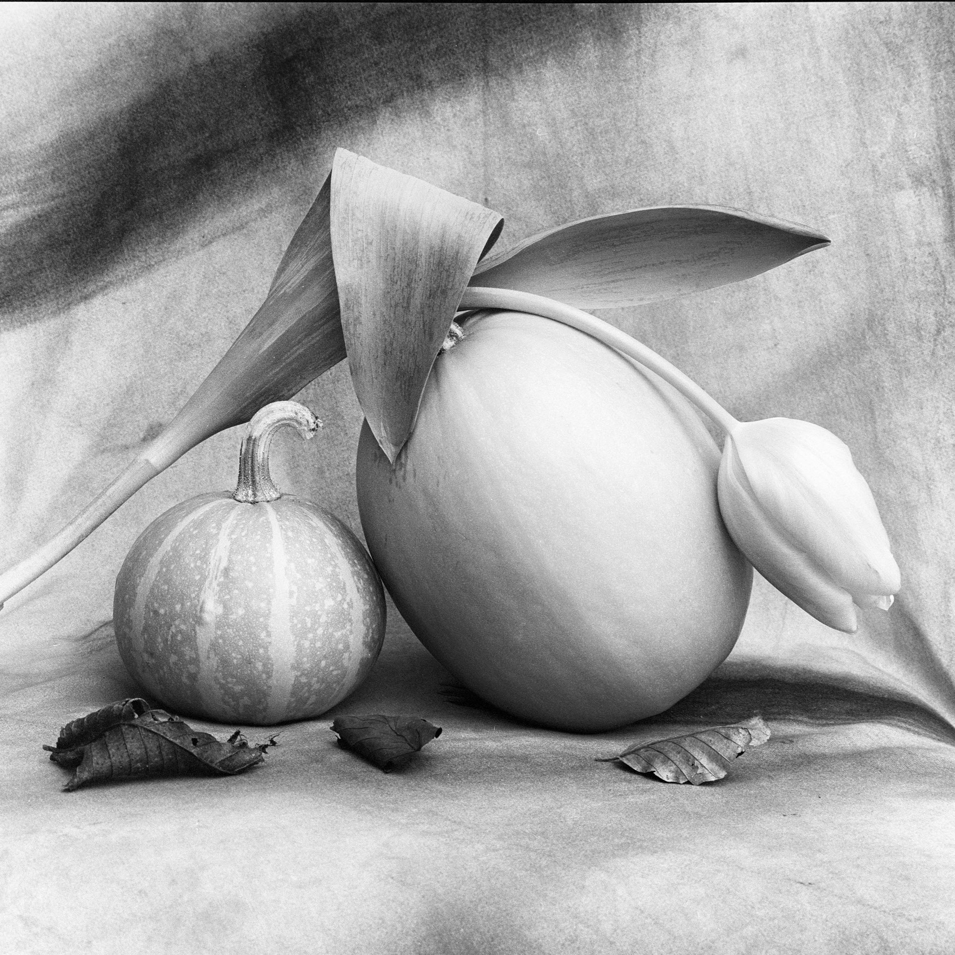 Stor pumpa med tulpanblad och liten pumpa mot draperande tyg