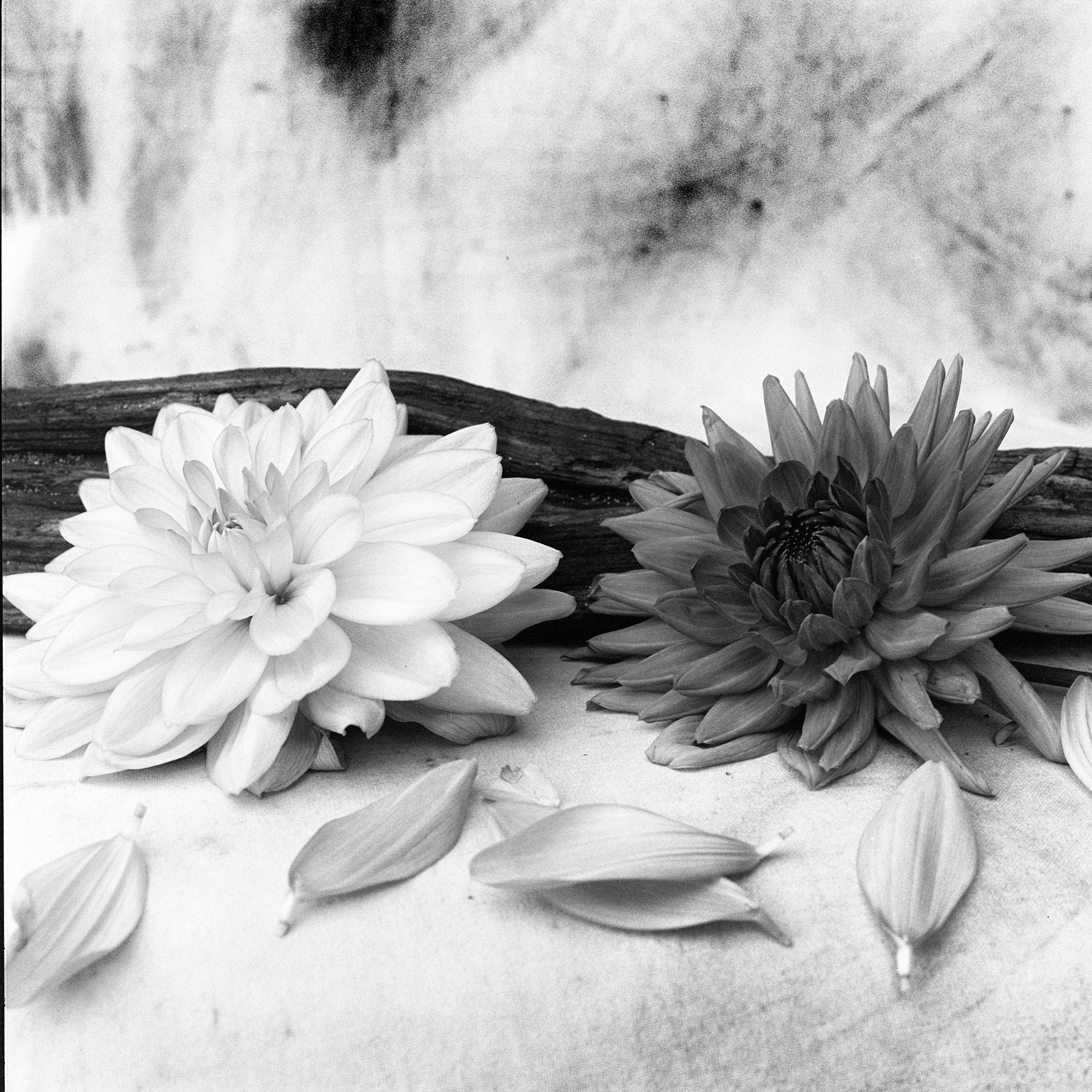 Två dahlior med drivved och fallna kronblad