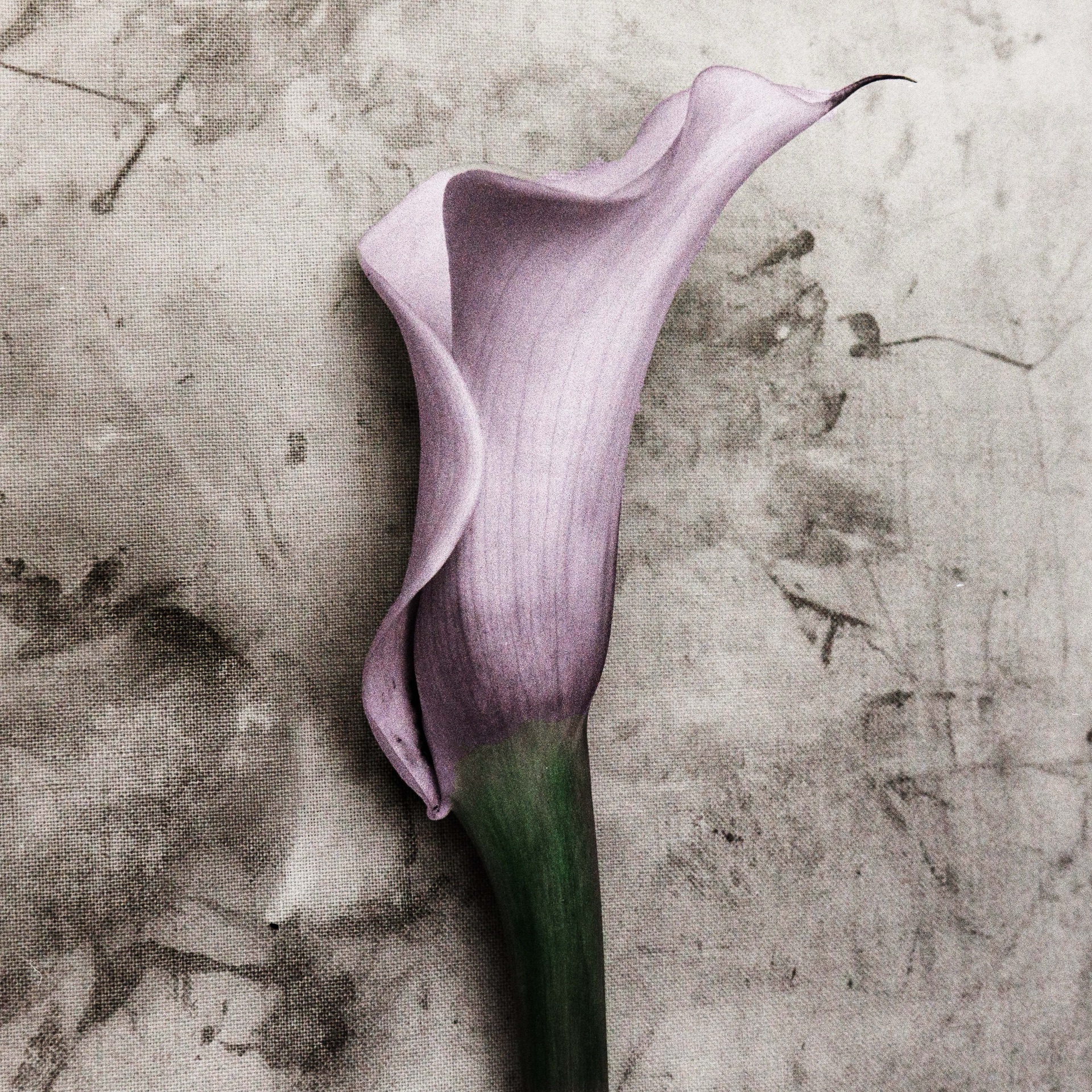 Lila kallalilja mot texturerad grå bakgrund, handkolorerad