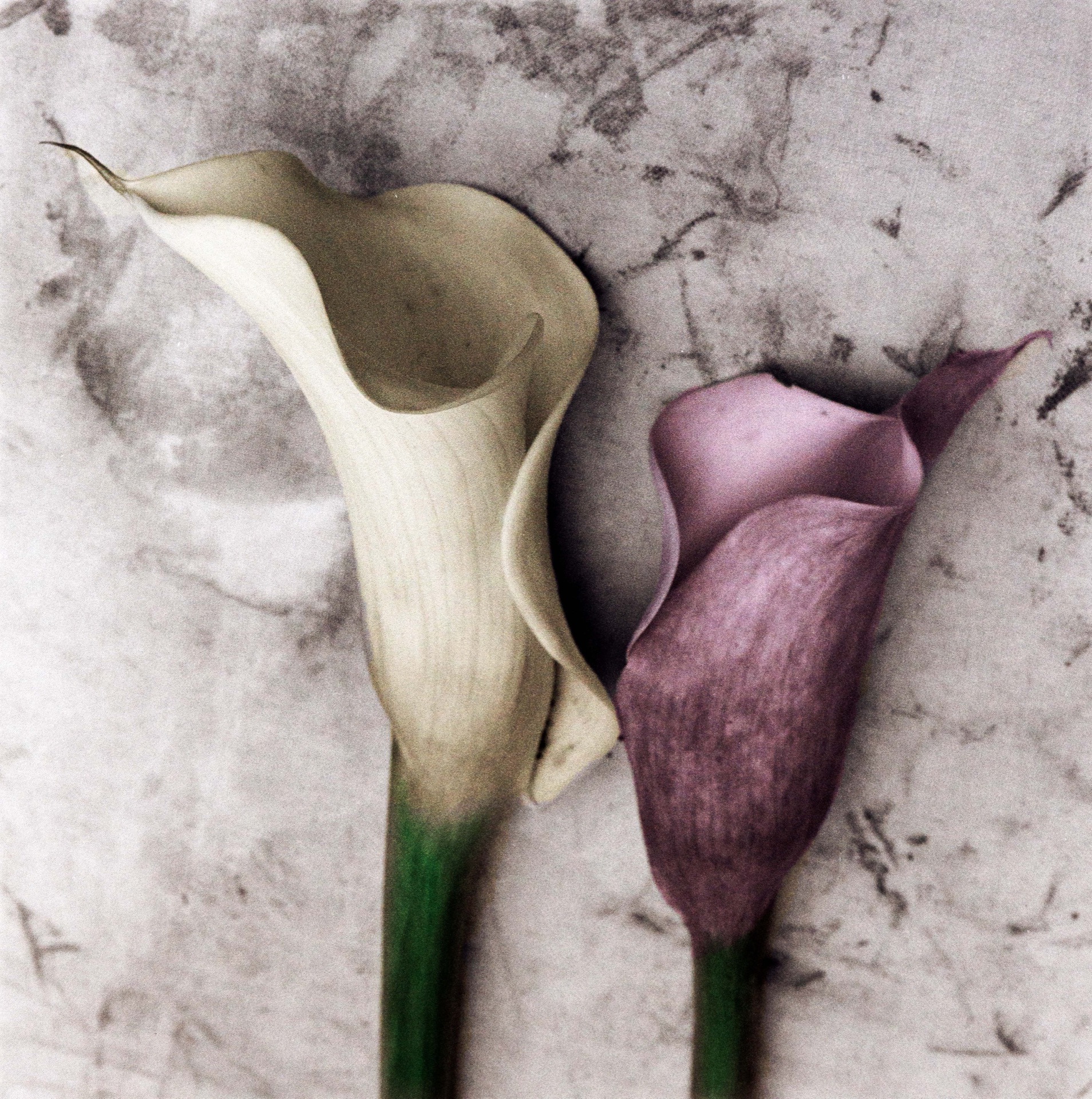 Vit och lila kallalilja sida vid sida mot grå bakgrund