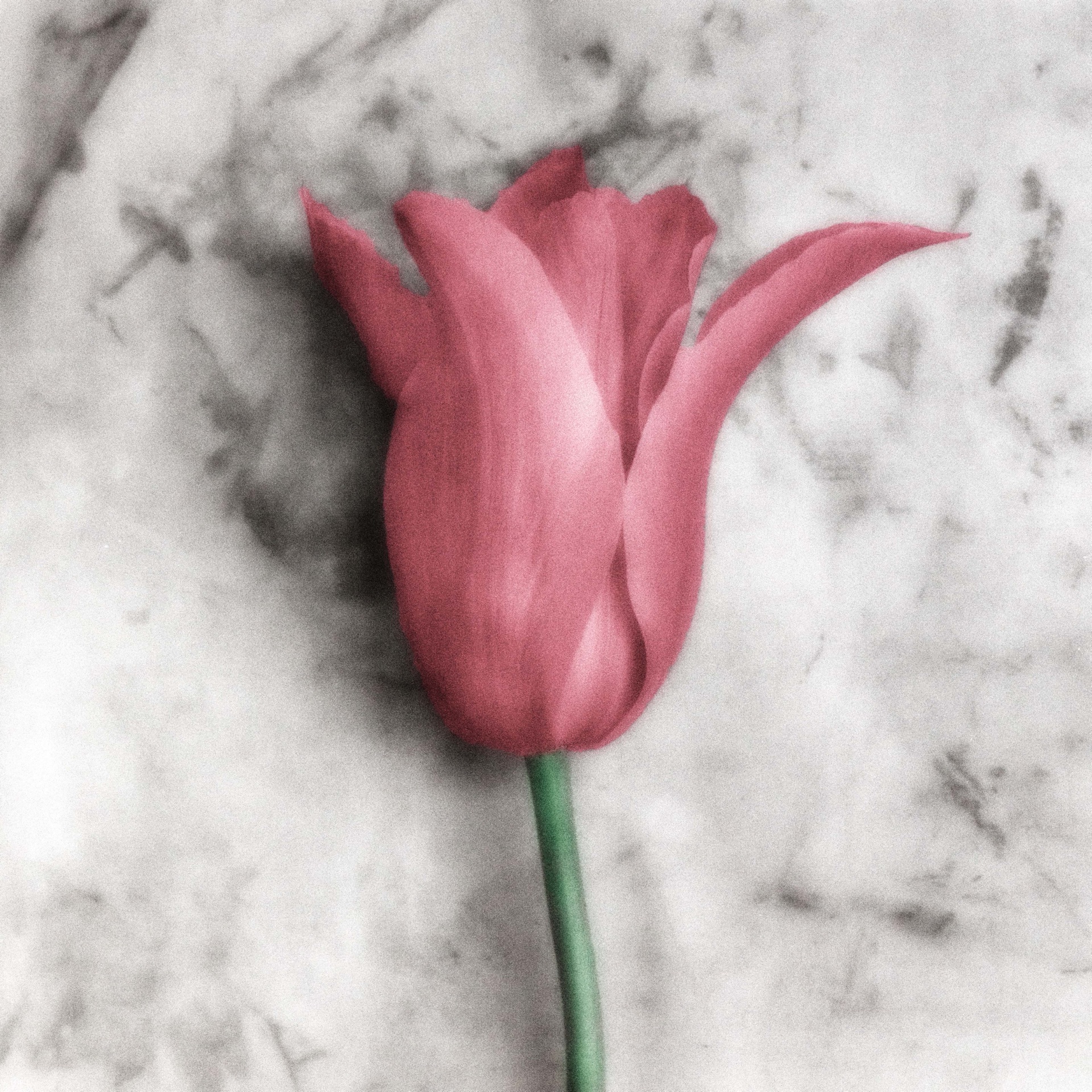 Rosa tulpan med spetsiga kronblad mot ljus marmorerad bakgrund