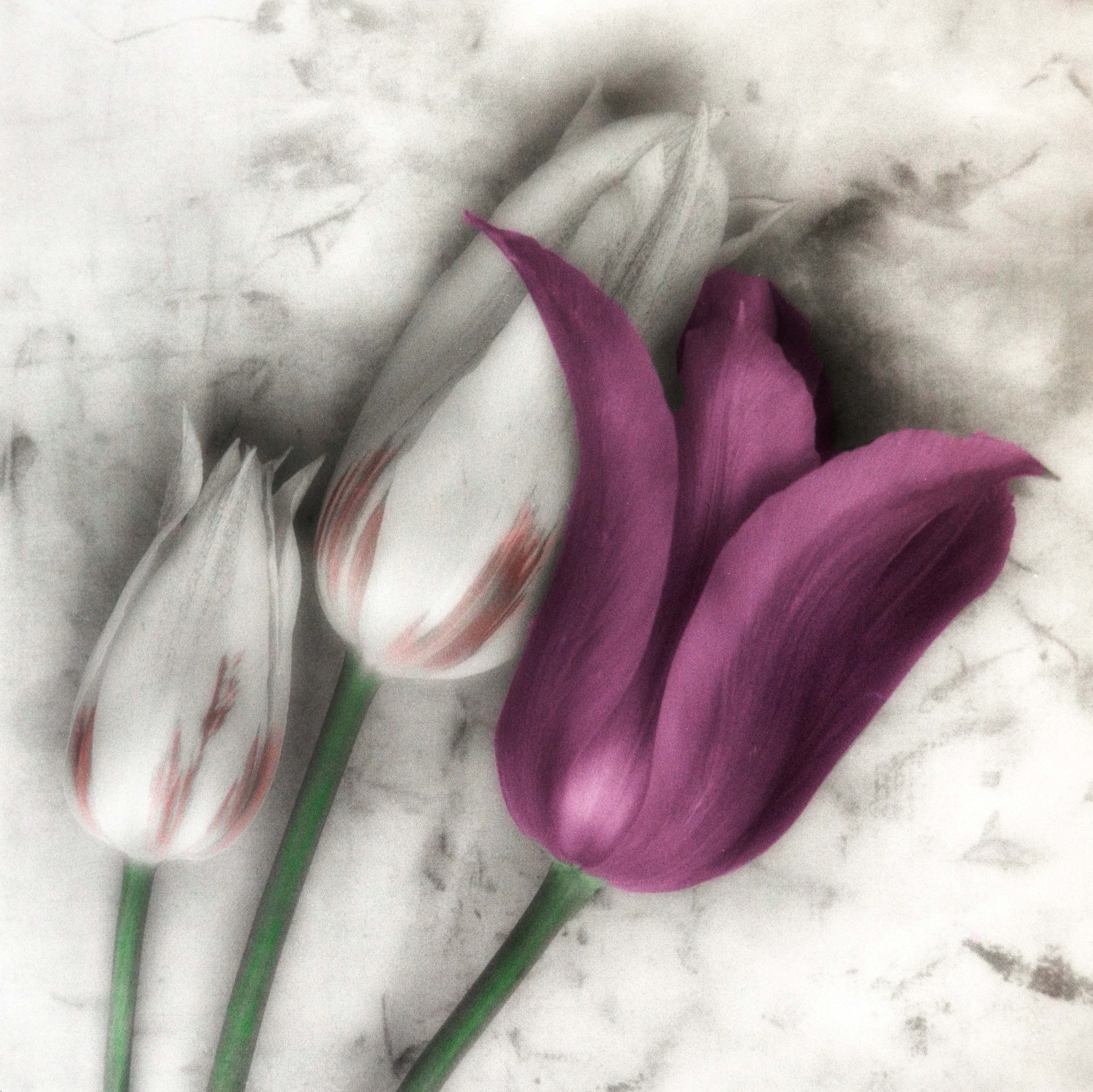 Tre tulpaner i vitt och lila mot ljus texturerad bakgrund