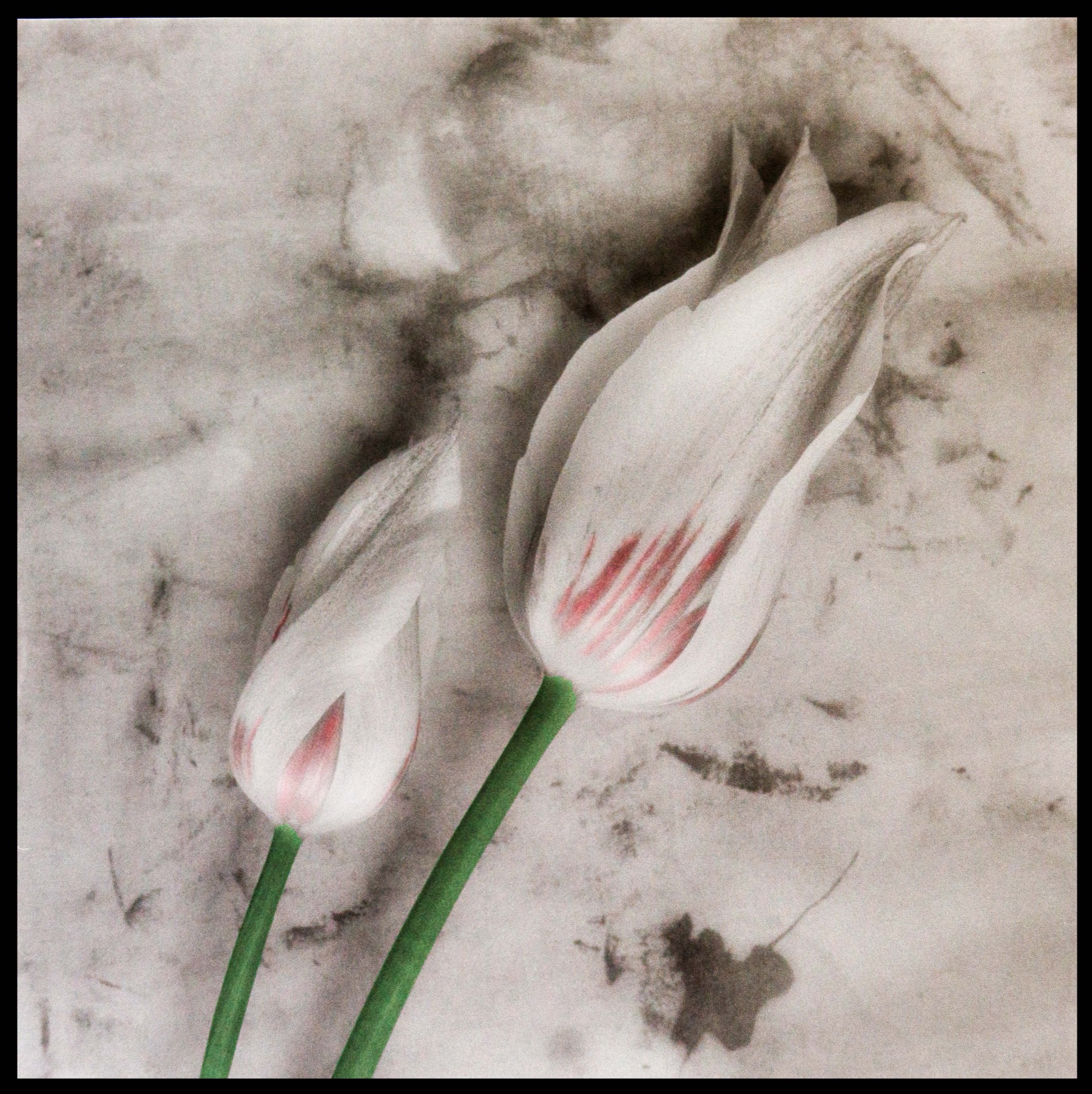 Två vita tulpanknoppar med rosa strimmor mot grå bakgrund