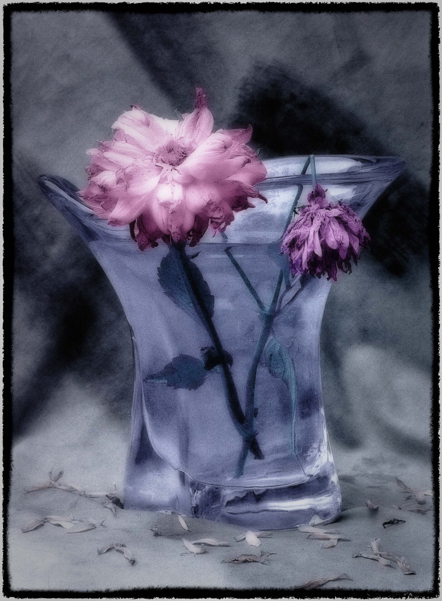 Rosa dahlior i glasvas med fallna kronblad, handkolorerad i blått och rosa