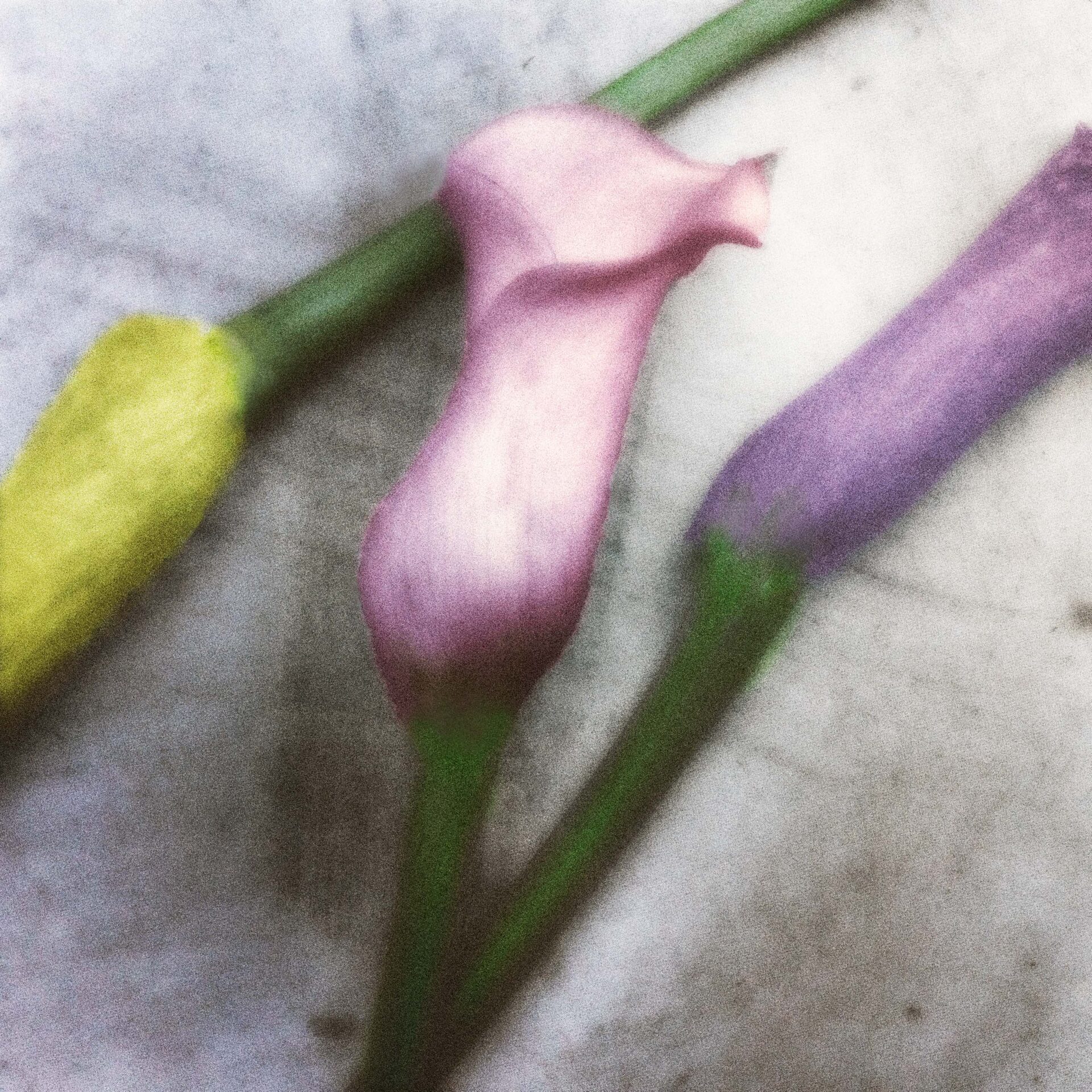 Tre kallaliljor i gult, rosa och lila mot ljus marmorerad bakgrund