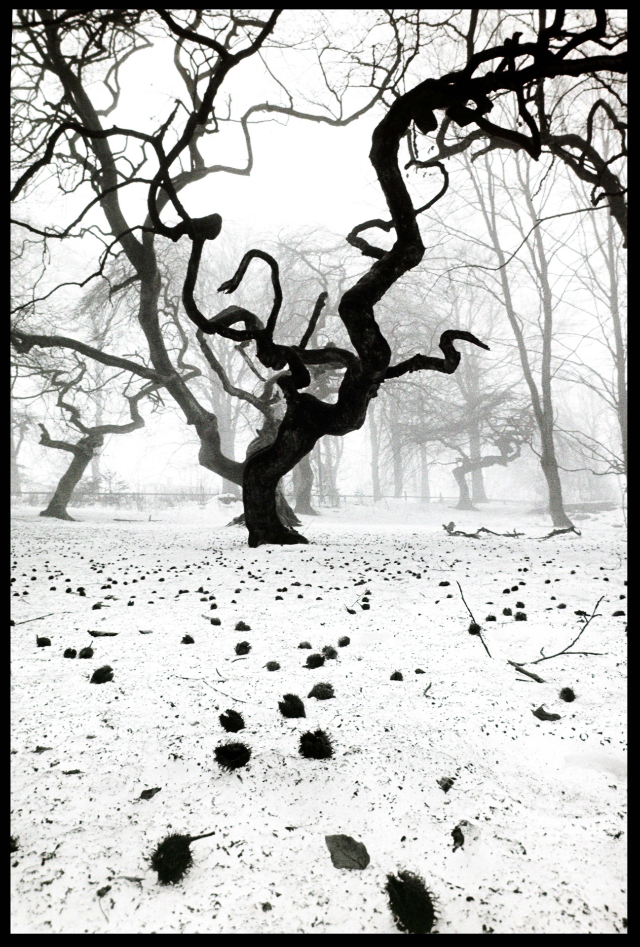 Krokigt träd med mörk stam i snöklädd dimhöljd skog, svartvitt