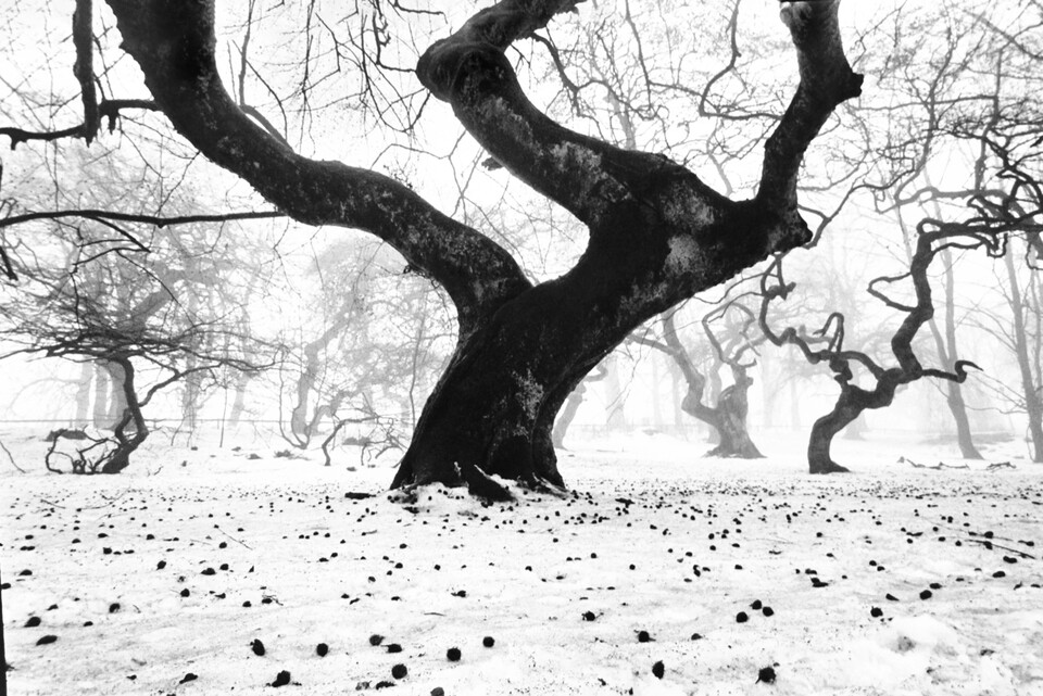 Svart tvågrenad trädstam i förgrunden, dimhöljda vridna träd bakom, fallna frukter på snön