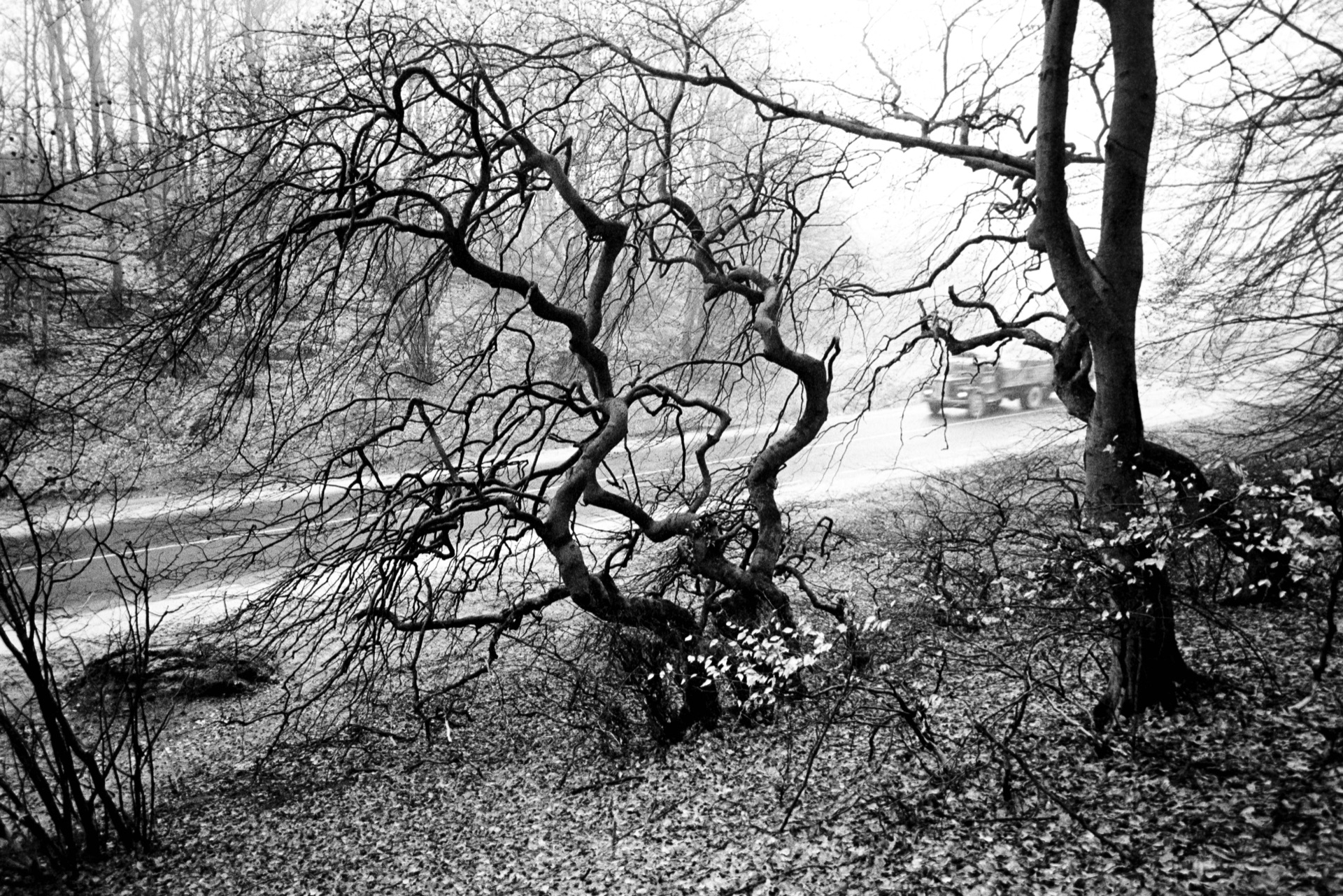 Vindpinat krokigt träd lutar över lövtäckt mark i dimma