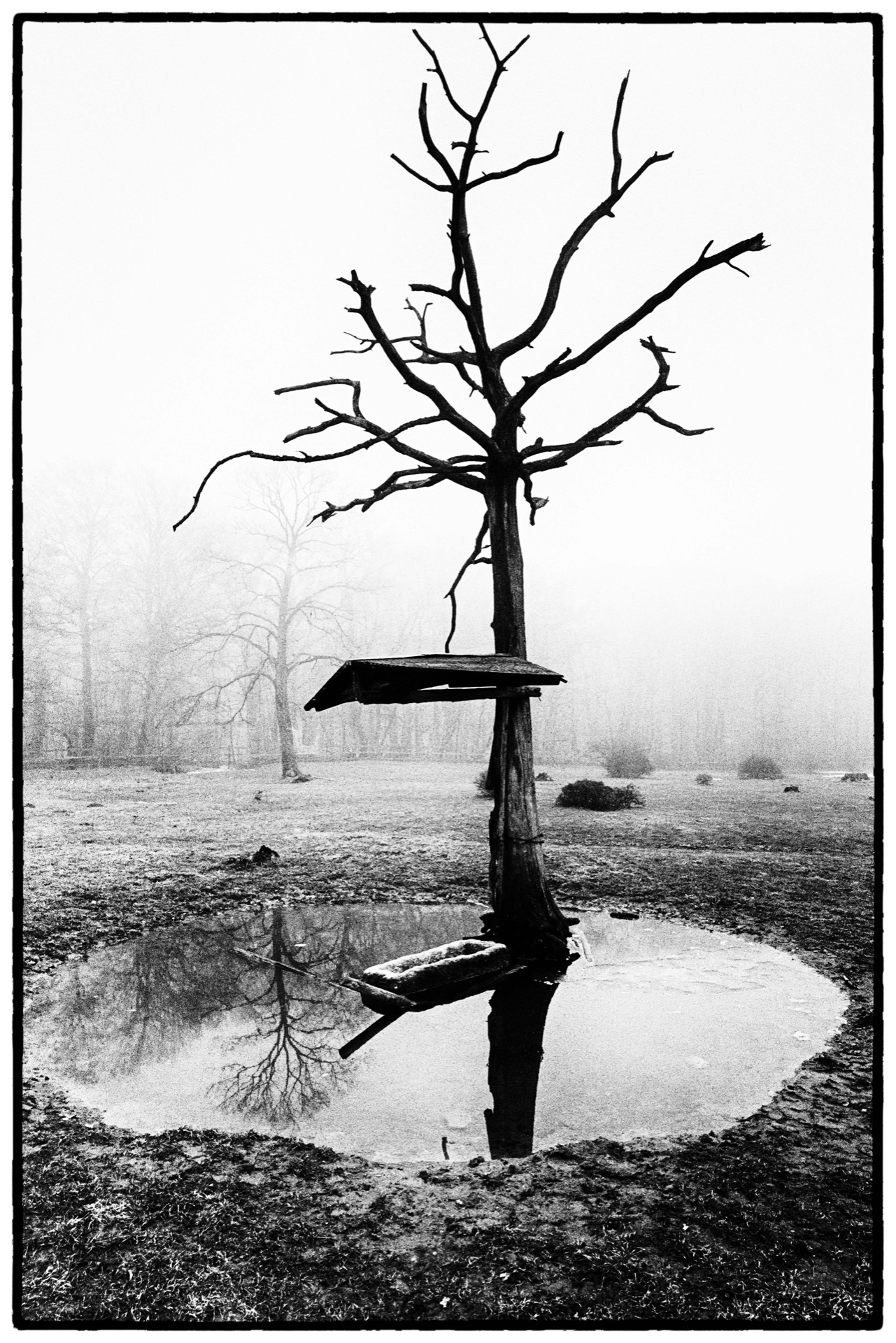 Dött träd med fågelholk speglas i vattenpöl, dimma, svartvitt