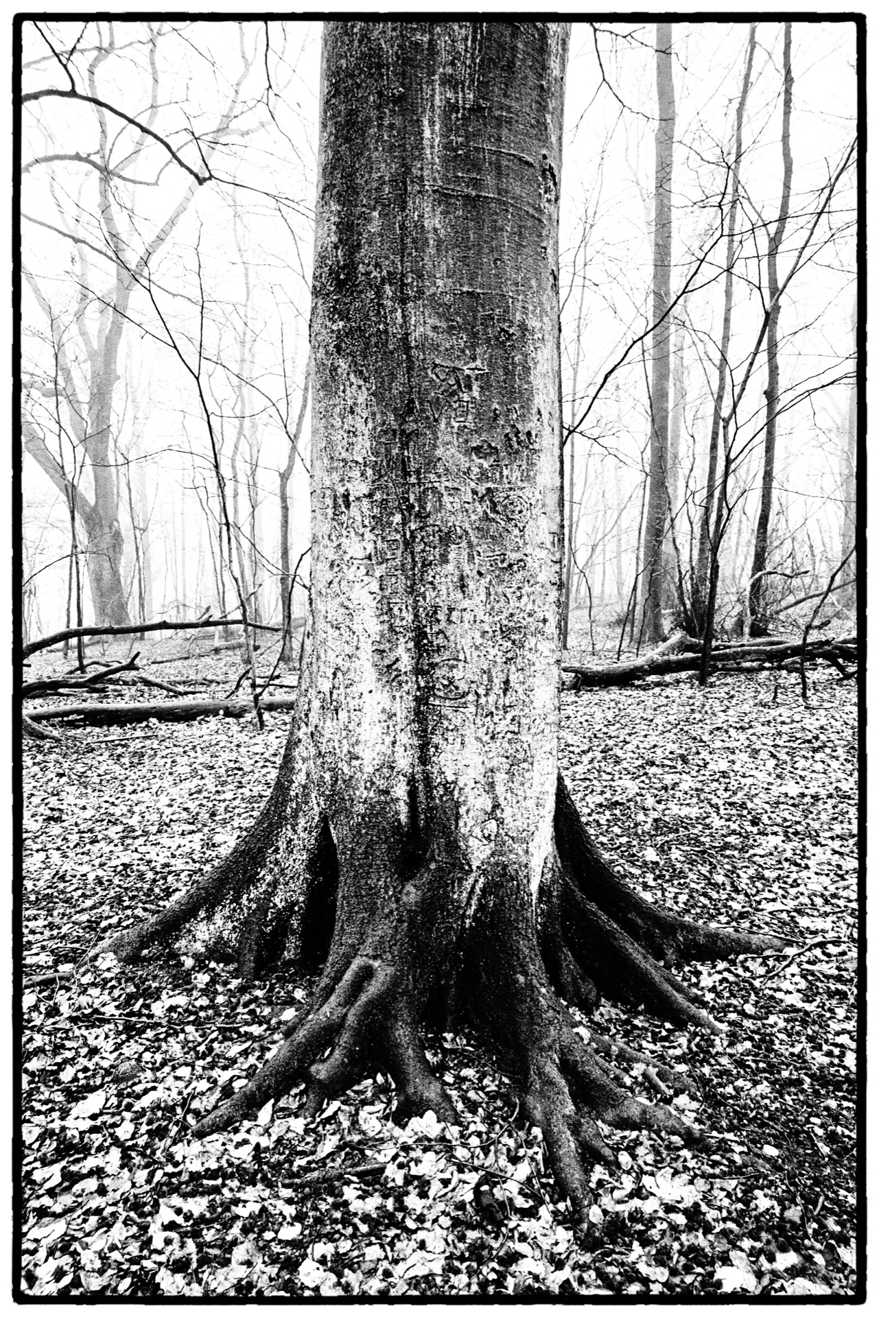 Grov trädstam med synliga rötter i dimhöljd lövskog, svartvitt