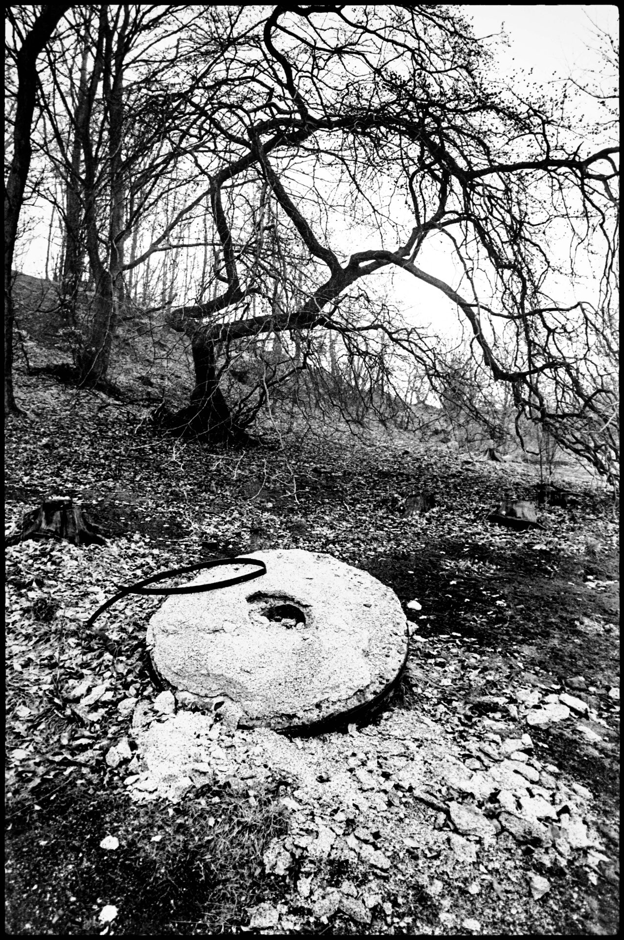 Gammal kvarnsten på mark under knotigt träd med kala grenar, svartvitt
