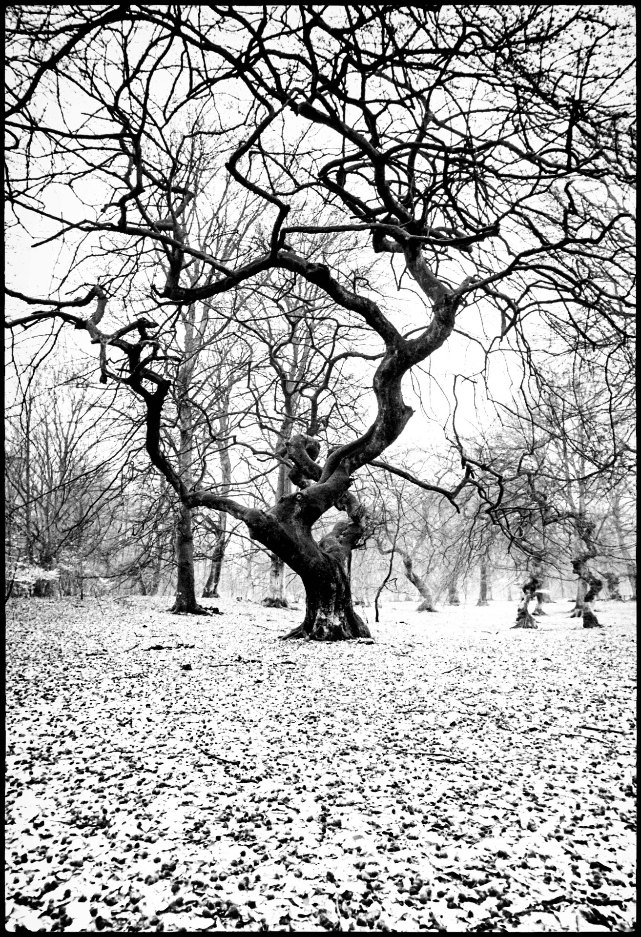 Krokigt äppelträd med utbredda grenar i snöklätt vinterlandskap, svartvitt